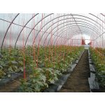 S1N Tiko fólia 8,5mx0,15x60m