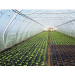 S0N Tiko fólia 4,2mx0,15x80m