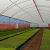 UV1 Ginegar Izraeli fólia 1,8mx0,04x1000m LOW TUNNEL