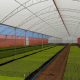 UV3 Ginegar Izraeli fólia 12mx0,15x46m Sunsaver Diffused