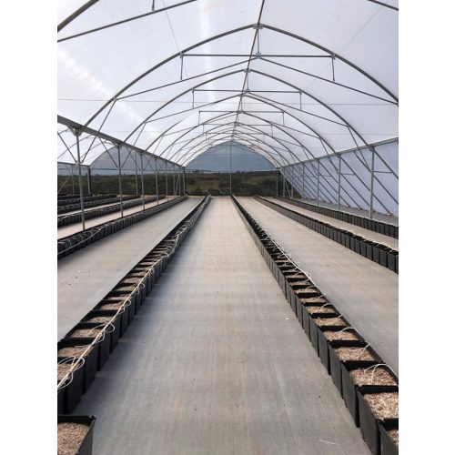 UV3 Ginegar Izraeli fólia 12mx0,15x60m SUNSAVER DIFFUSED