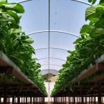 UV3 Ginegar Izraeli fólia 16mx0,15x60m SUNSAVER DIFFUSED