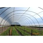 UV3 Ginegar Izraeli fólia 16mx0,15x52m SUNSAVER DIFFUSED
