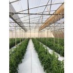 UV3 Ginegar Izraeli fólia 16mx0,15x52m SUNSAVER DIFFUSED