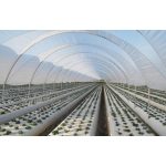 UV3 Ginegar Izraeli fólia 16mx0,15x52m SUNSAVER DIFFUSED